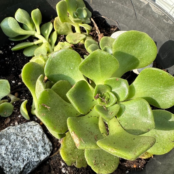 Meet the Artisan, Jo Allyn - Picture 10 of 15